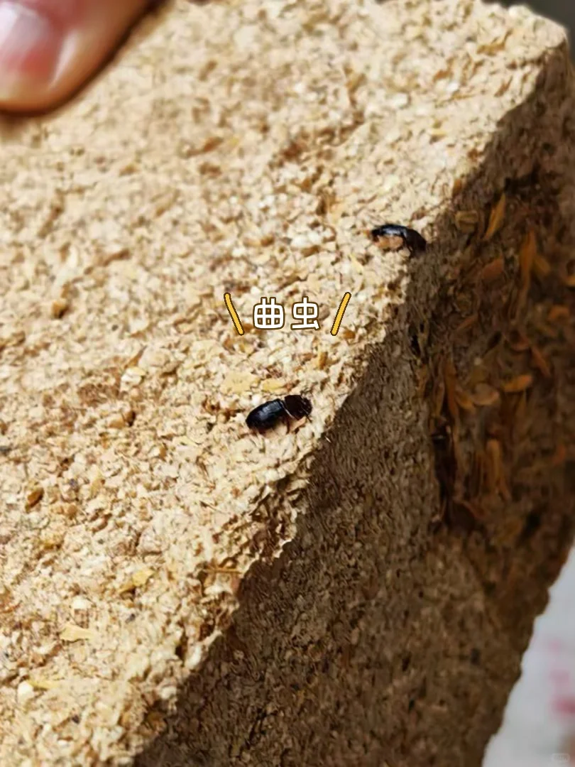 离谱?‍♀️大曲真的比头都大，小曲比手指都小