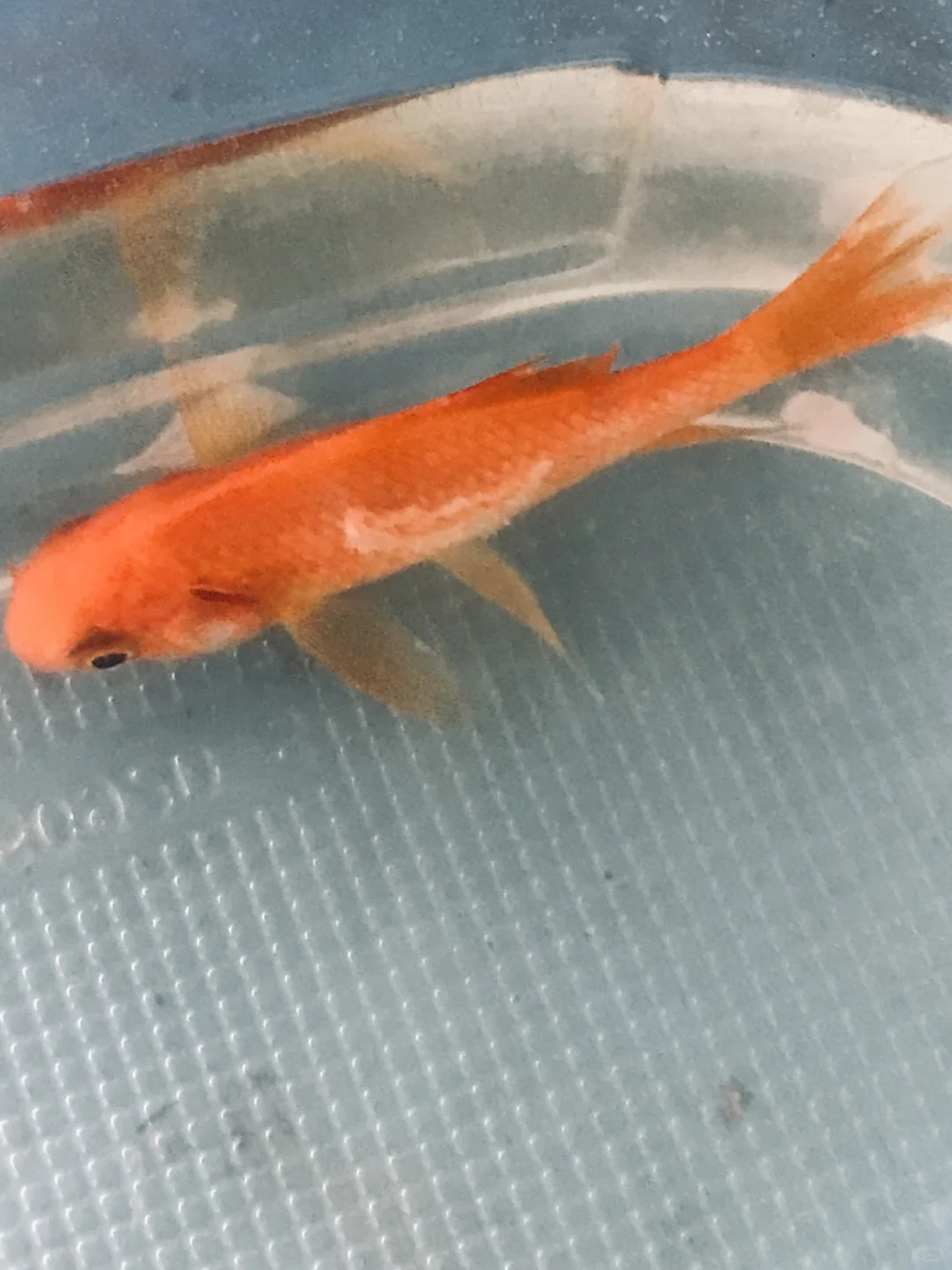 鱼肚子长白毛？