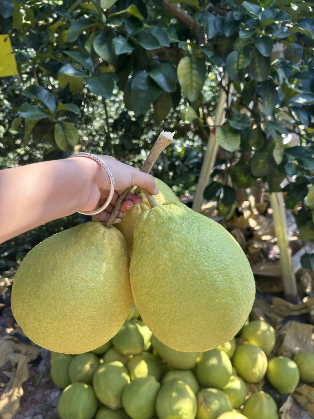 一大早看到，说实话，五味杂陈?谁懂果农啊?