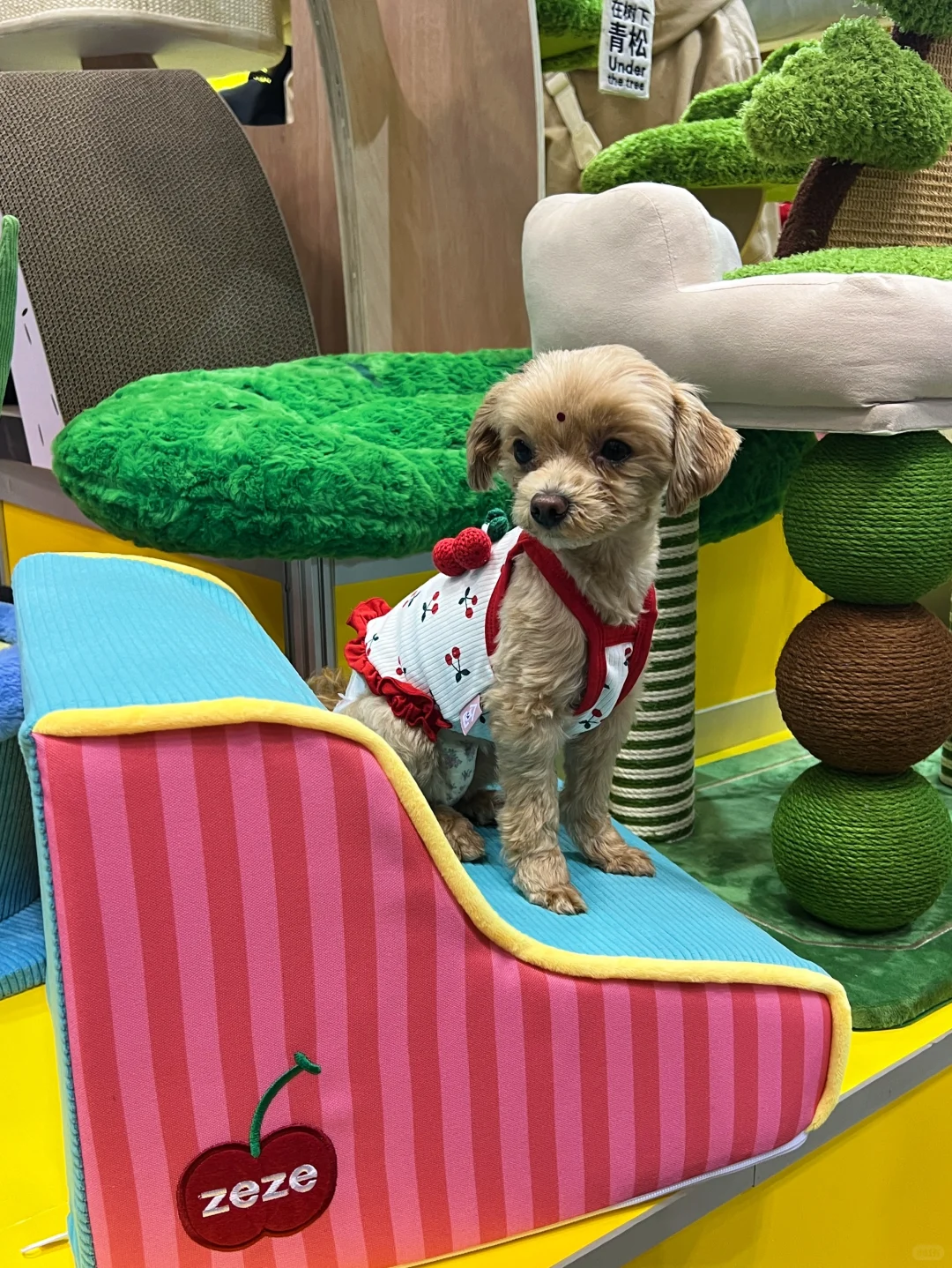 来「东京国际宠物展」和 zeze碰面吧??