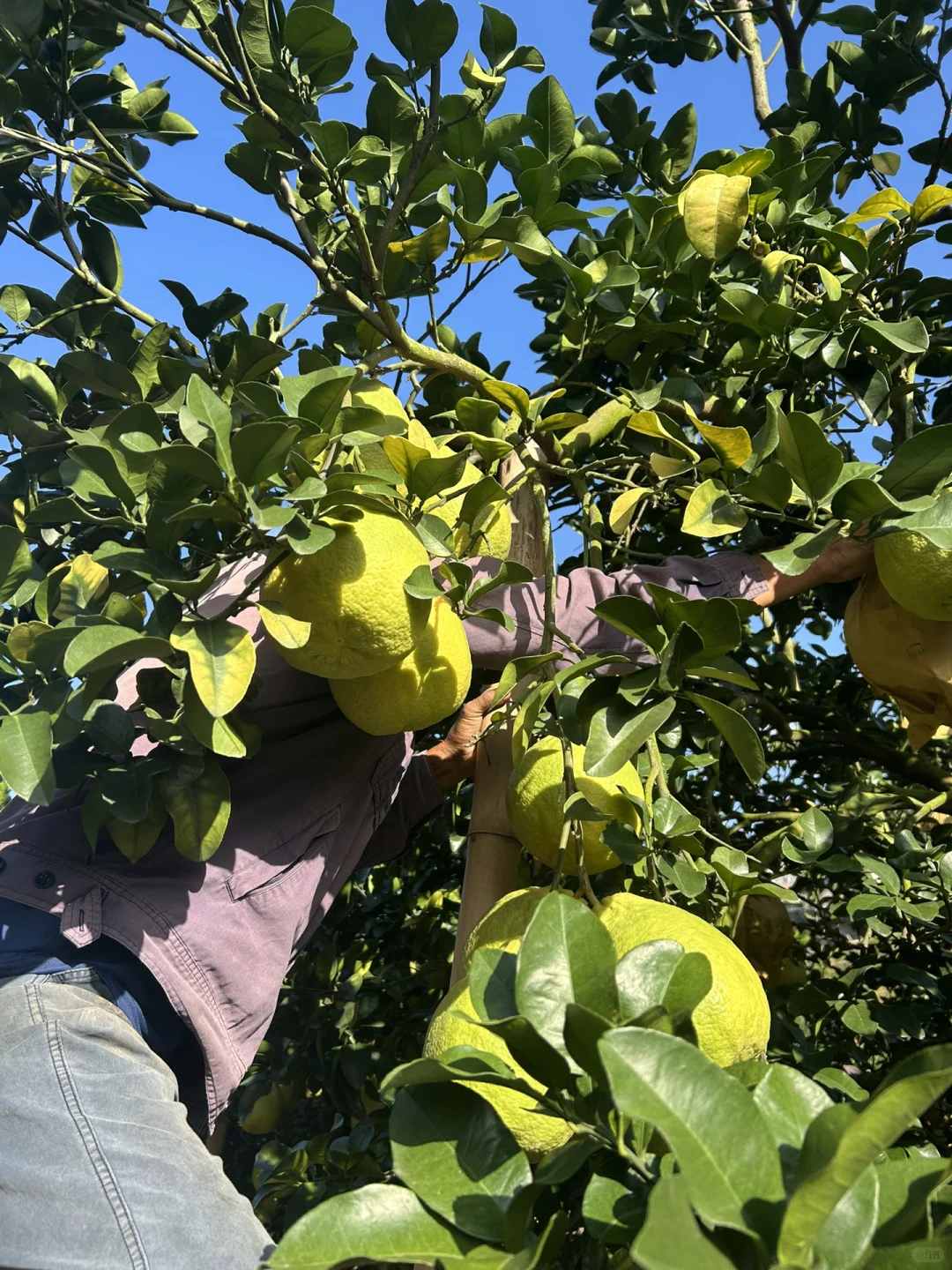 一大早看到，说实话，五味杂陈?谁懂果农啊?