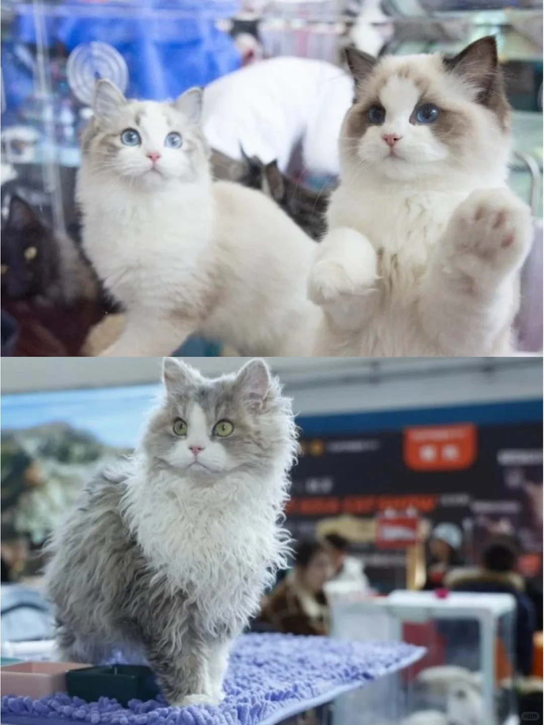 宠物行业品牌商看过来!速约展位?