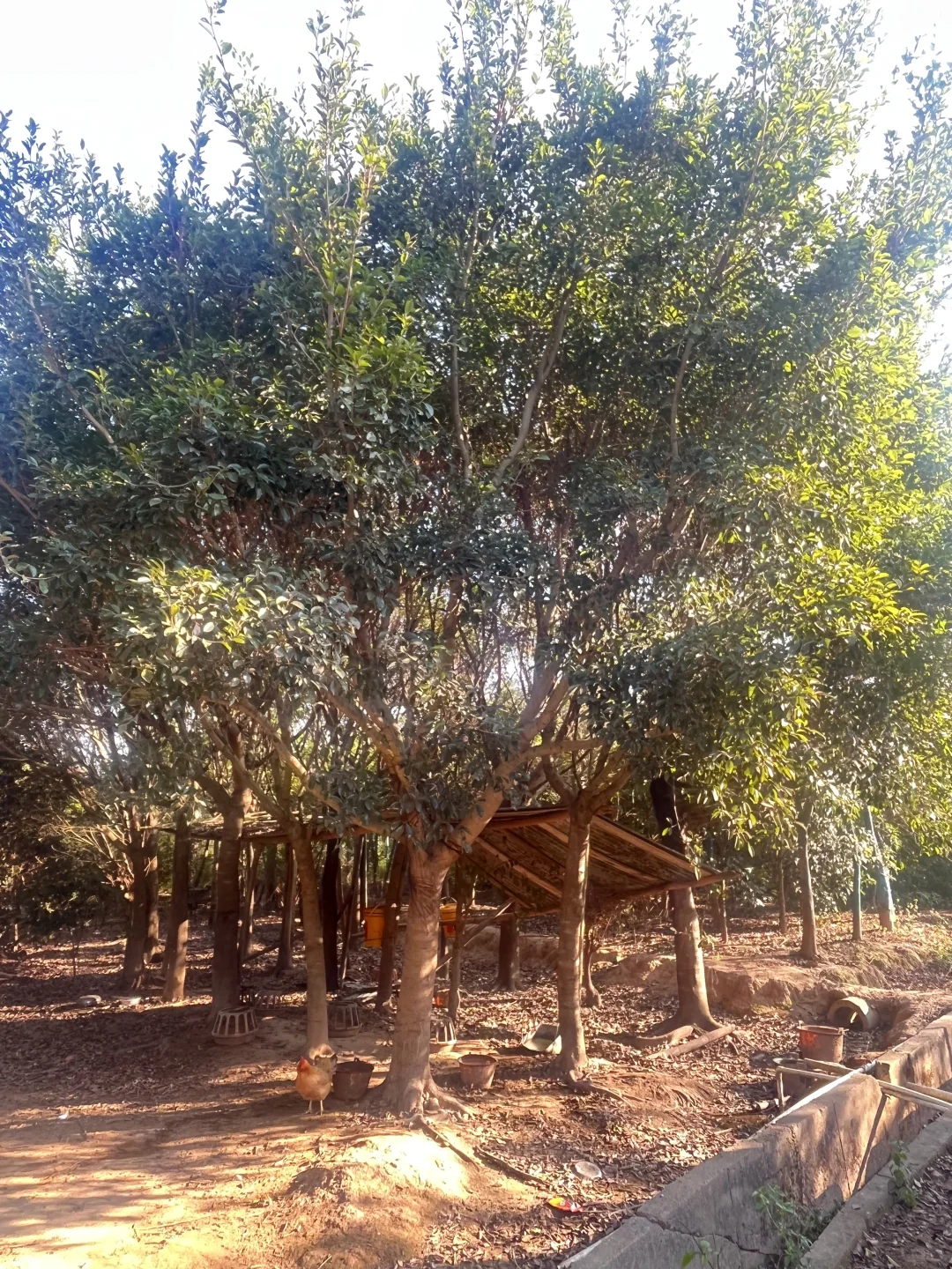 江西赣州苗圃清地，处理价格，给钱就卖