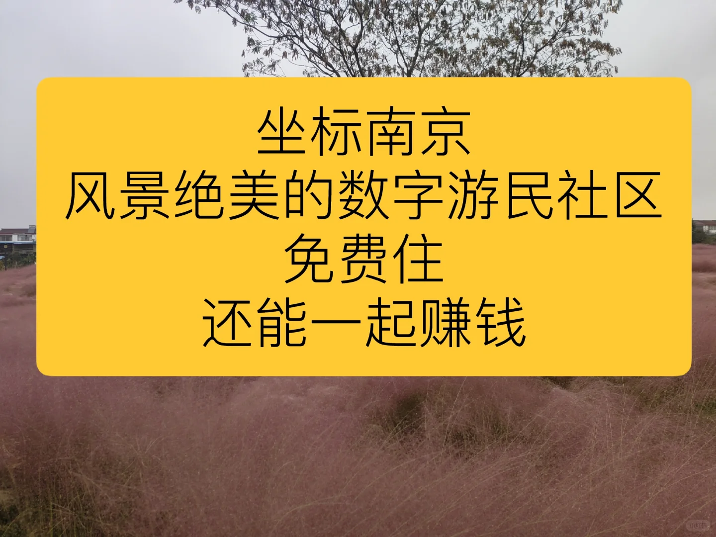 一起搞钱+免费住宿！婚礼及宠物主理人招募