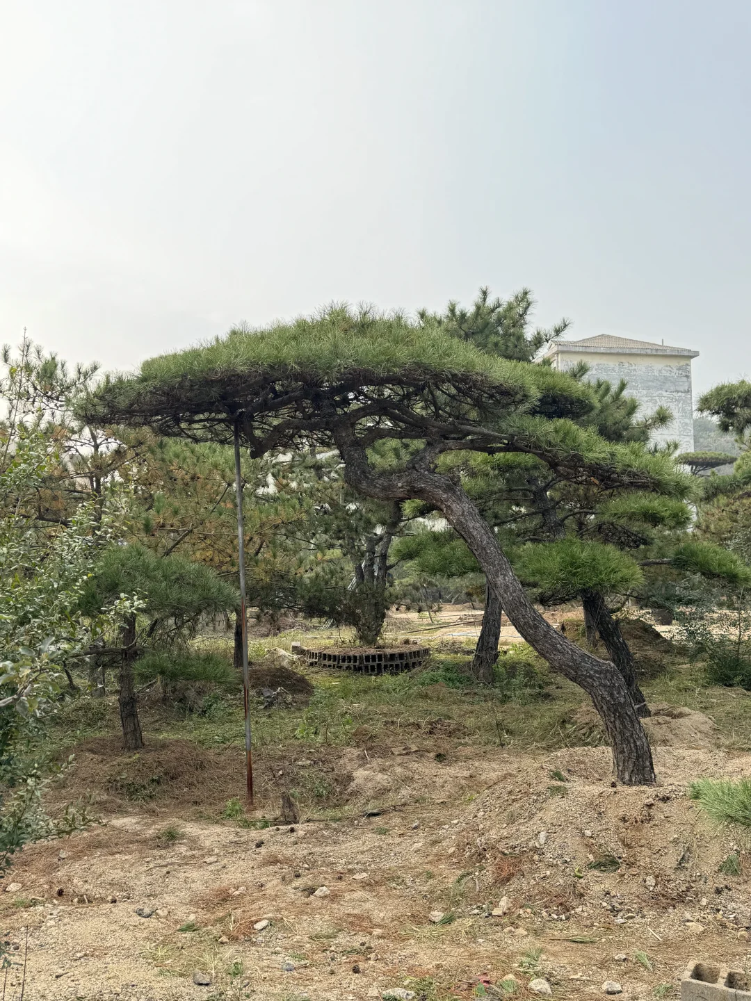 精品造型松基地、源头直供、精品造型松基地、