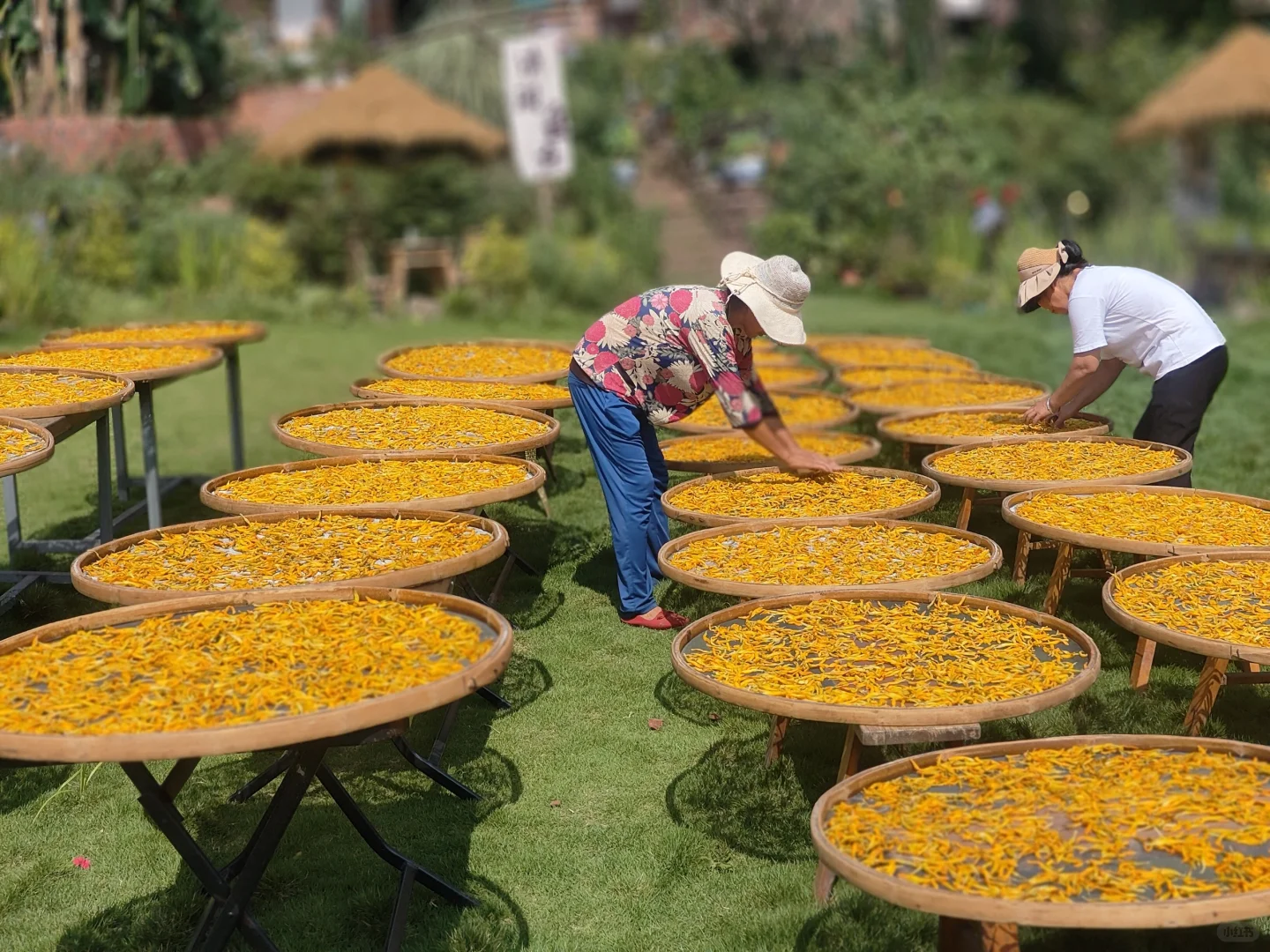 乡村振兴 ｜硕果累累