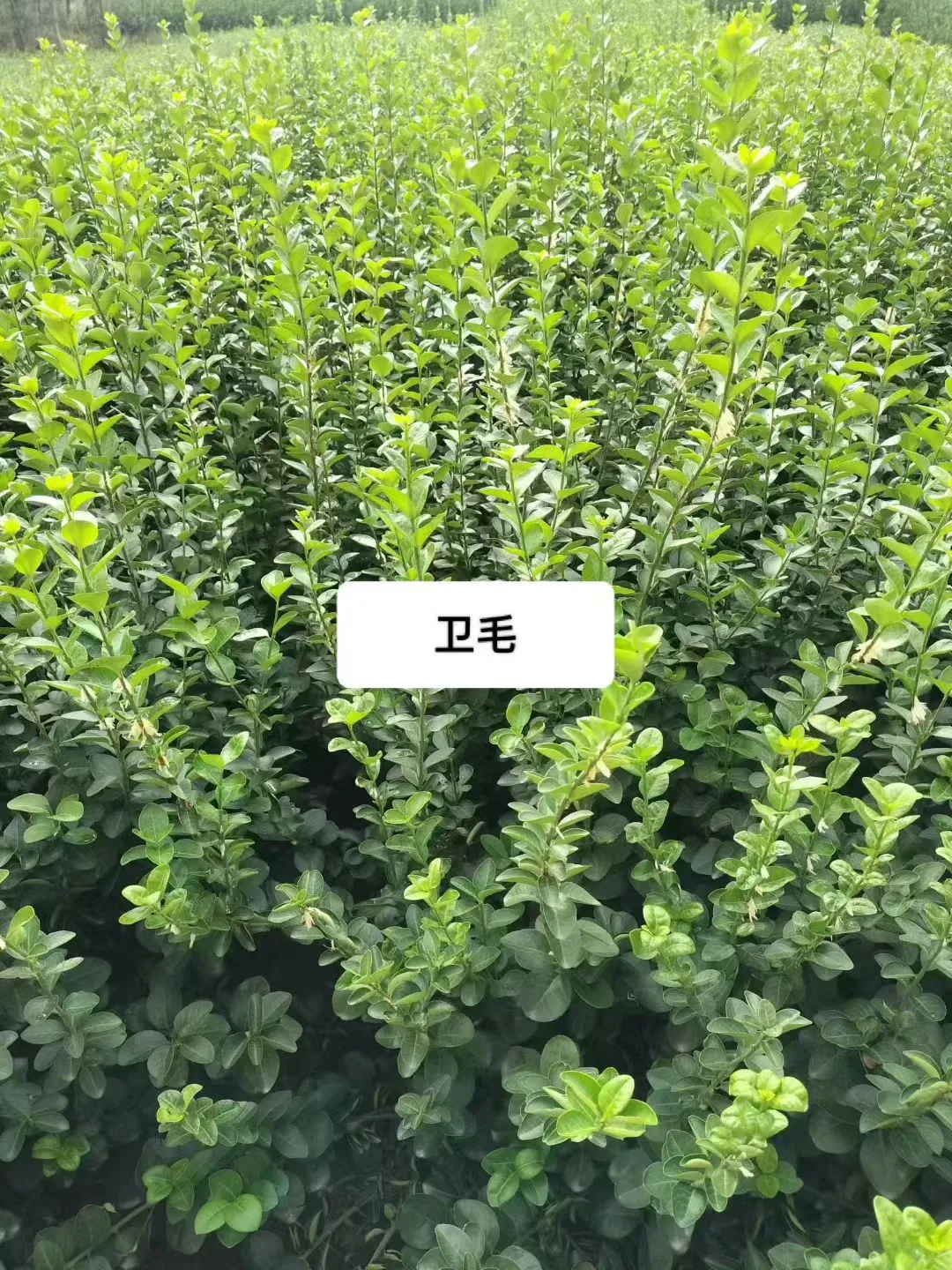 暴走大野驴苗木