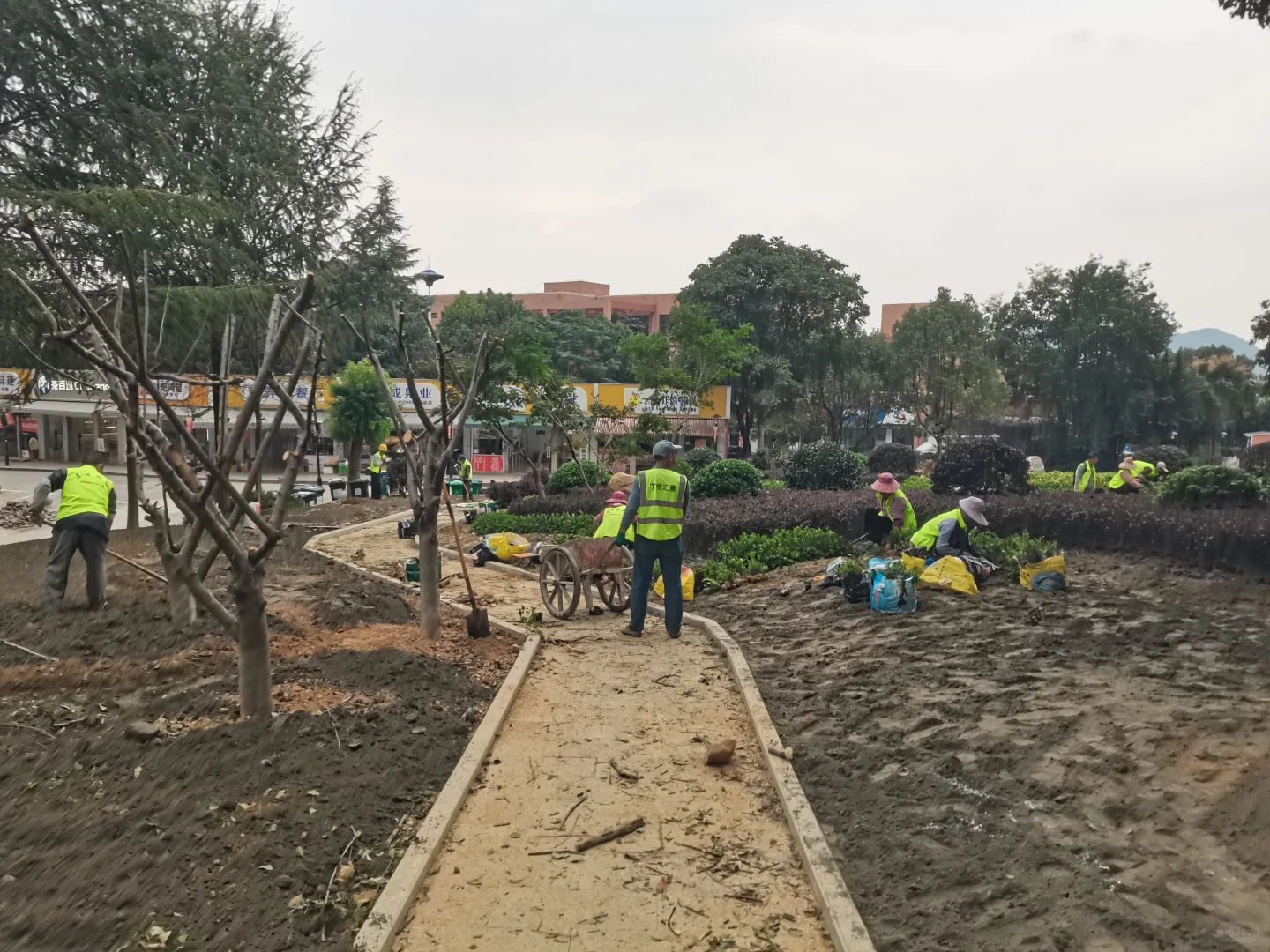 秋季是树木修剪施肥种植季节，来年长势更好