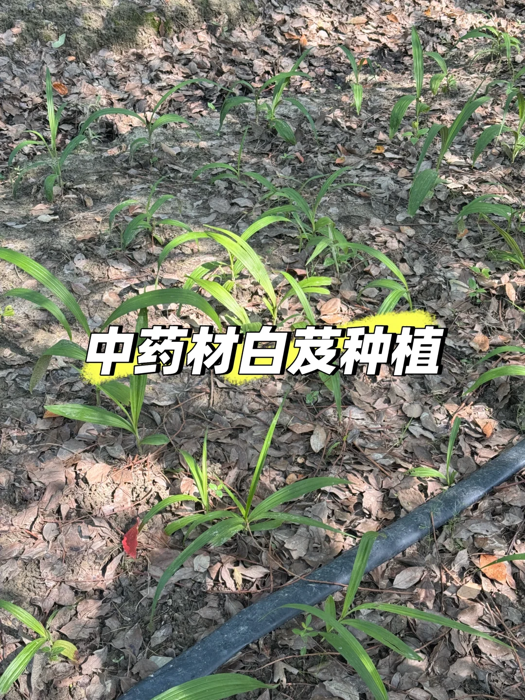 辞职回农村种100亩中药材白芨