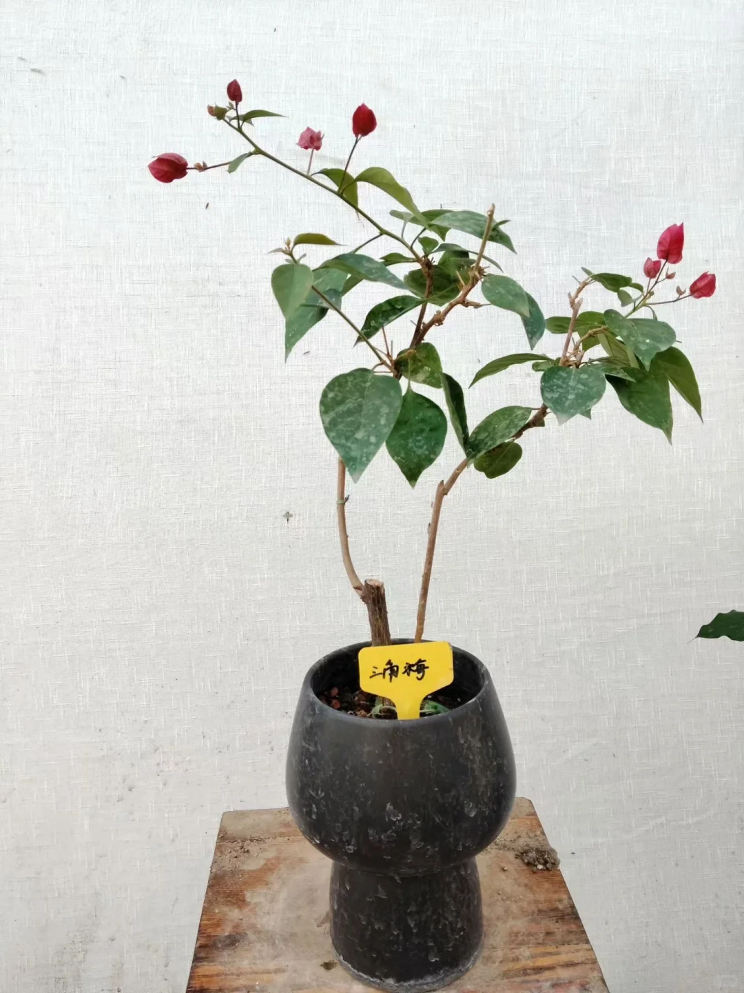 自家花棚大甩卖了！爱花的朋友请看！