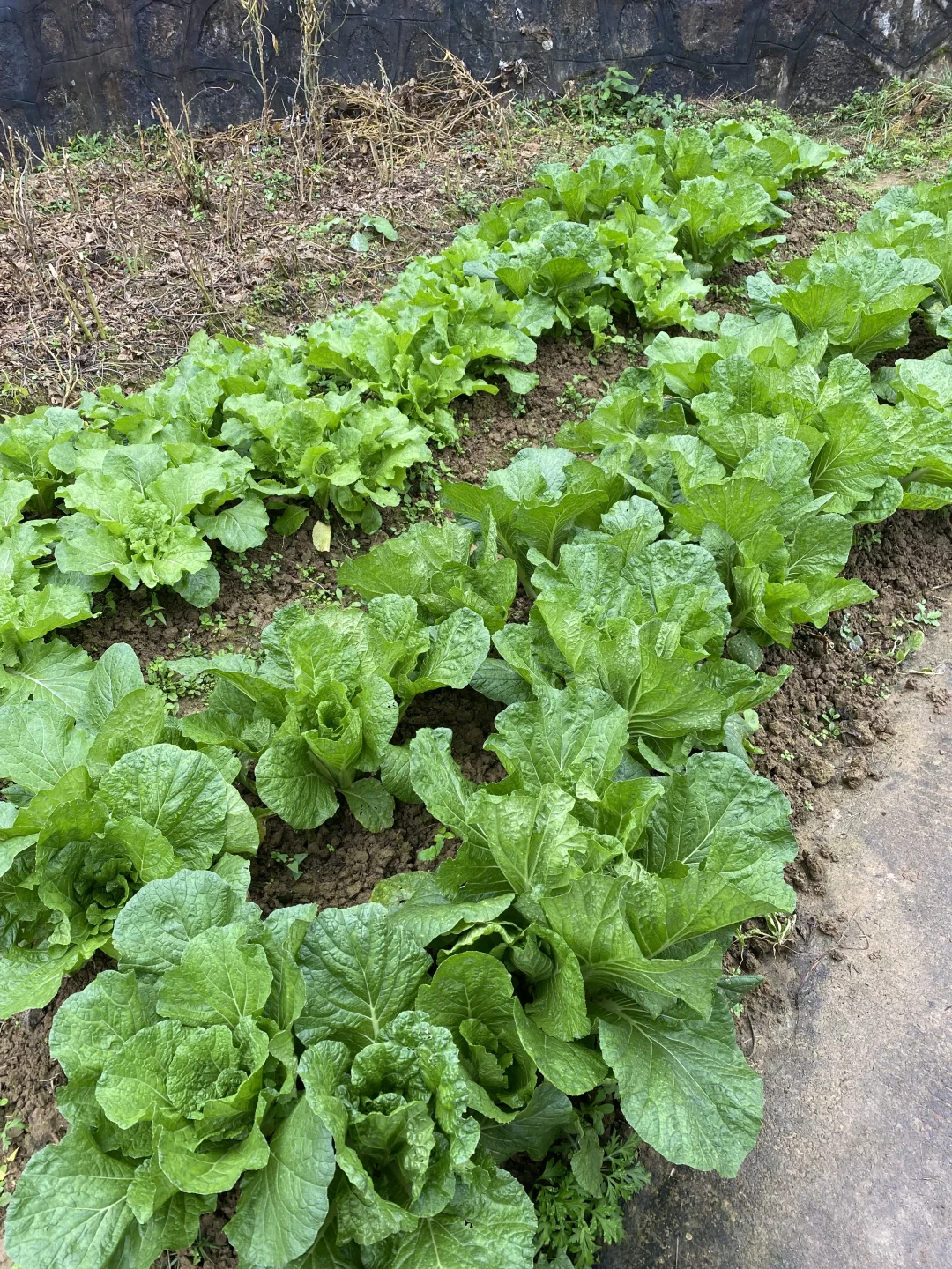 60多万的农村自建房，能自己种菜就值30万