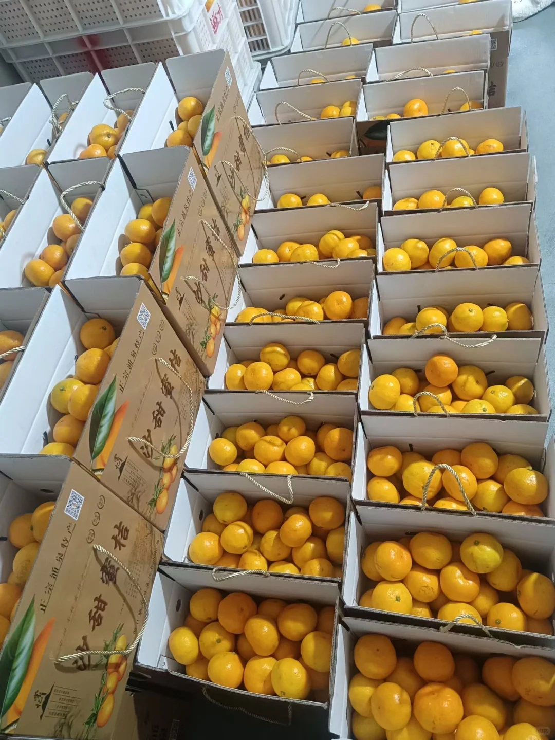 重生之我在农村卖橘子?