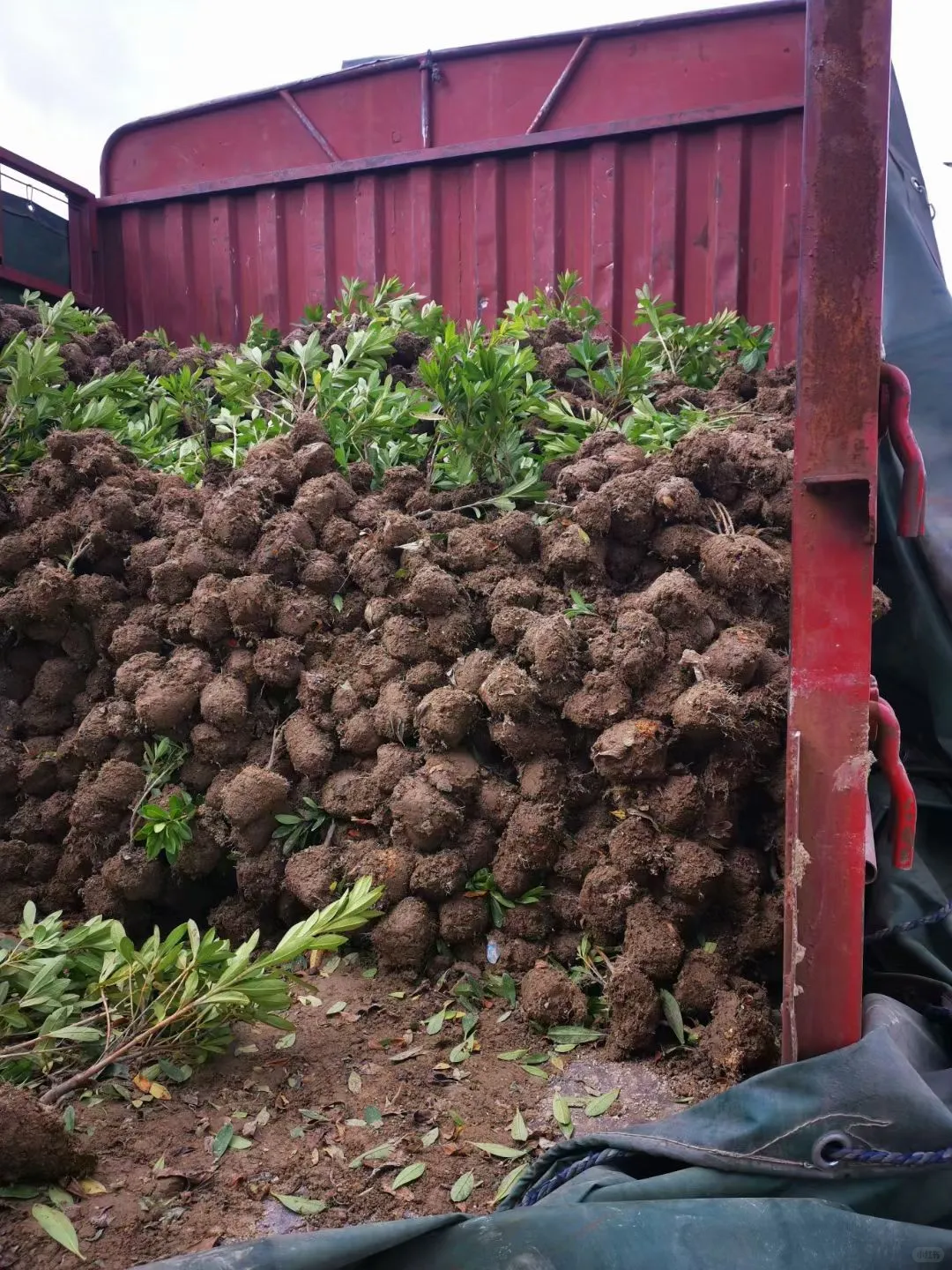 宁波毛鹃小毛球｜工程&庭院绿化刚需苗?