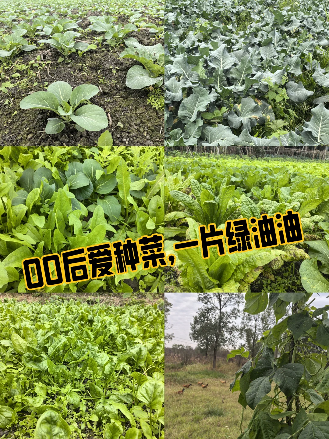 又开始收获啦！有买不打药的菜吗