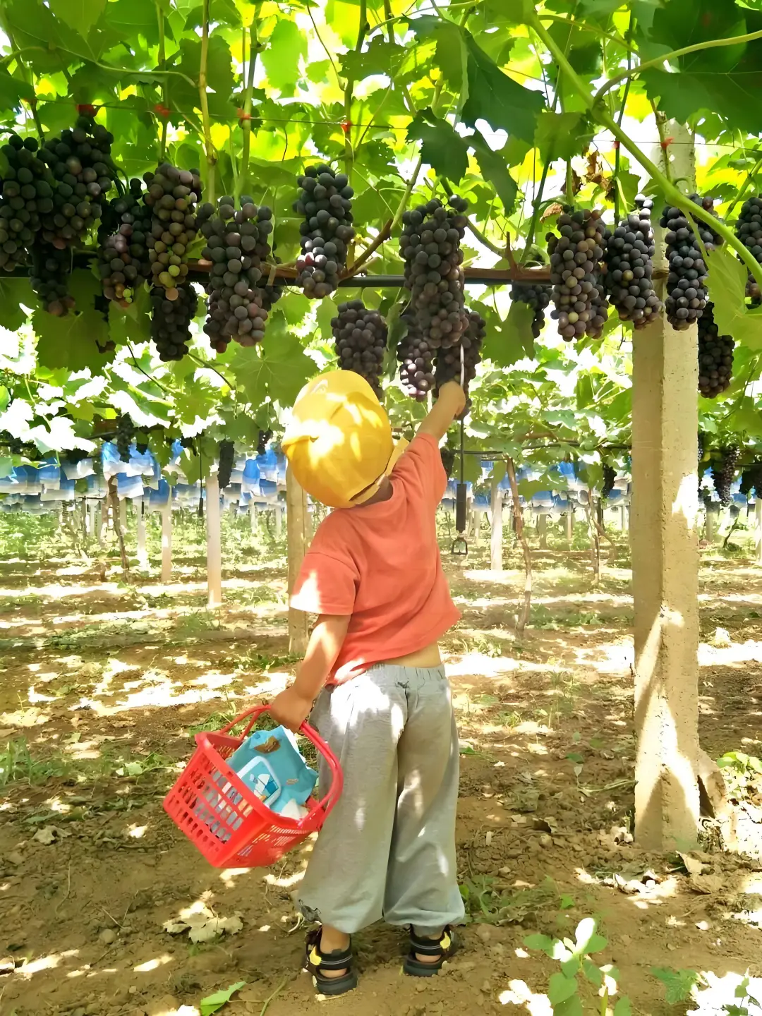 采摘园主吐血分享：3小动作周末预约爆满