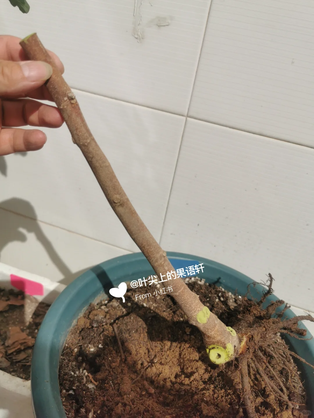 天塌了无花果裸根苗死了