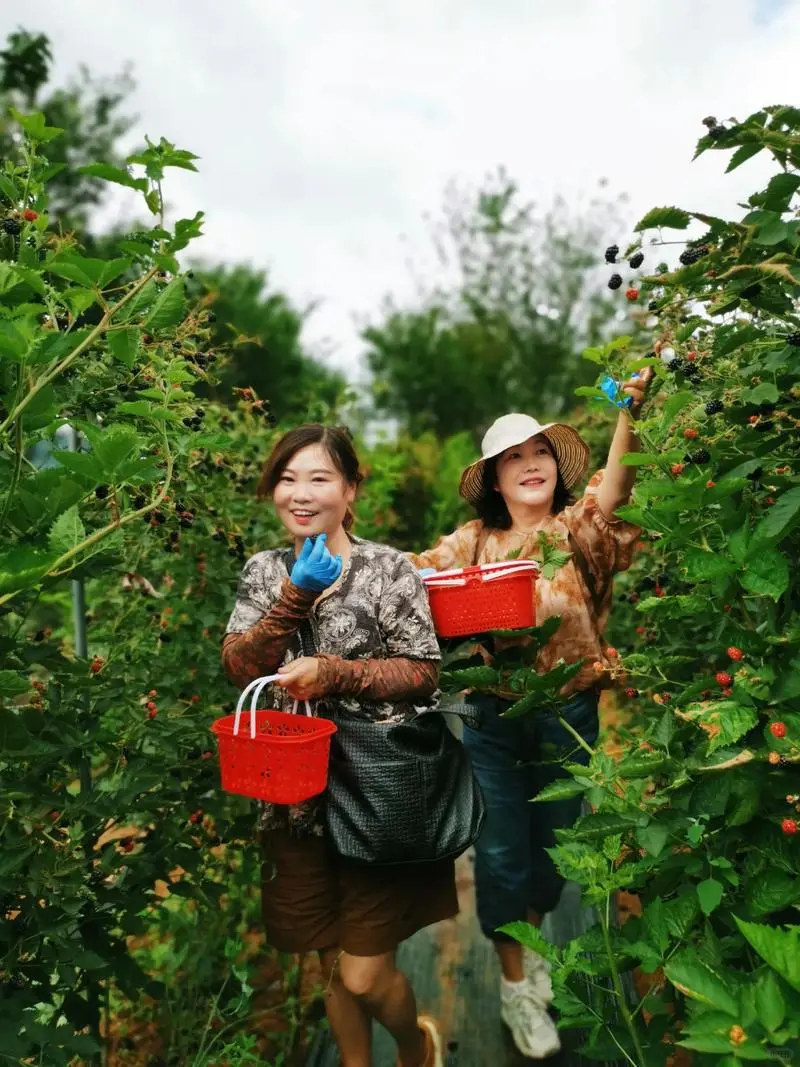 采摘园主吐血分享：3小动作周末预约爆满