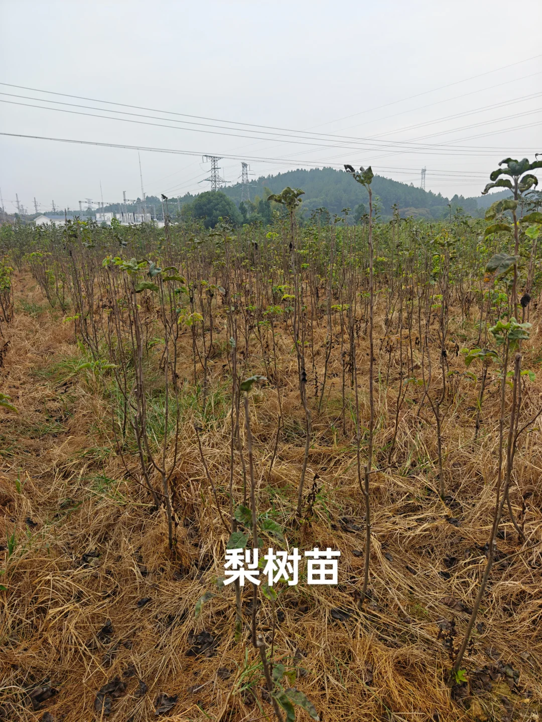 果树苗圃基地直供各类果树苗