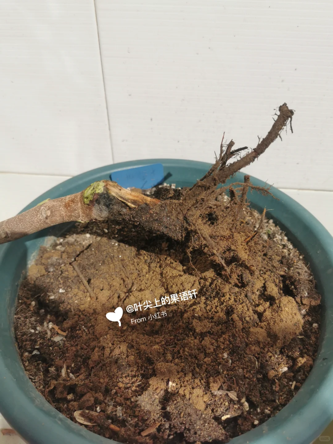 天塌了无花果裸根苗死了