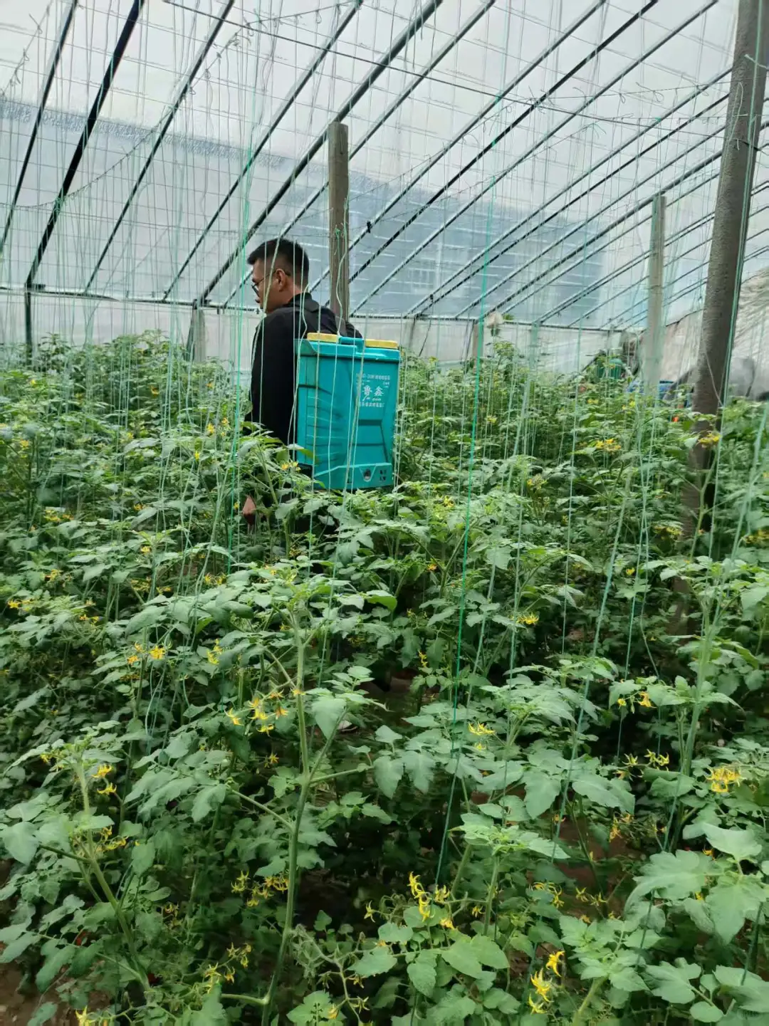 90后回乡创业种植大棚之中秋篇