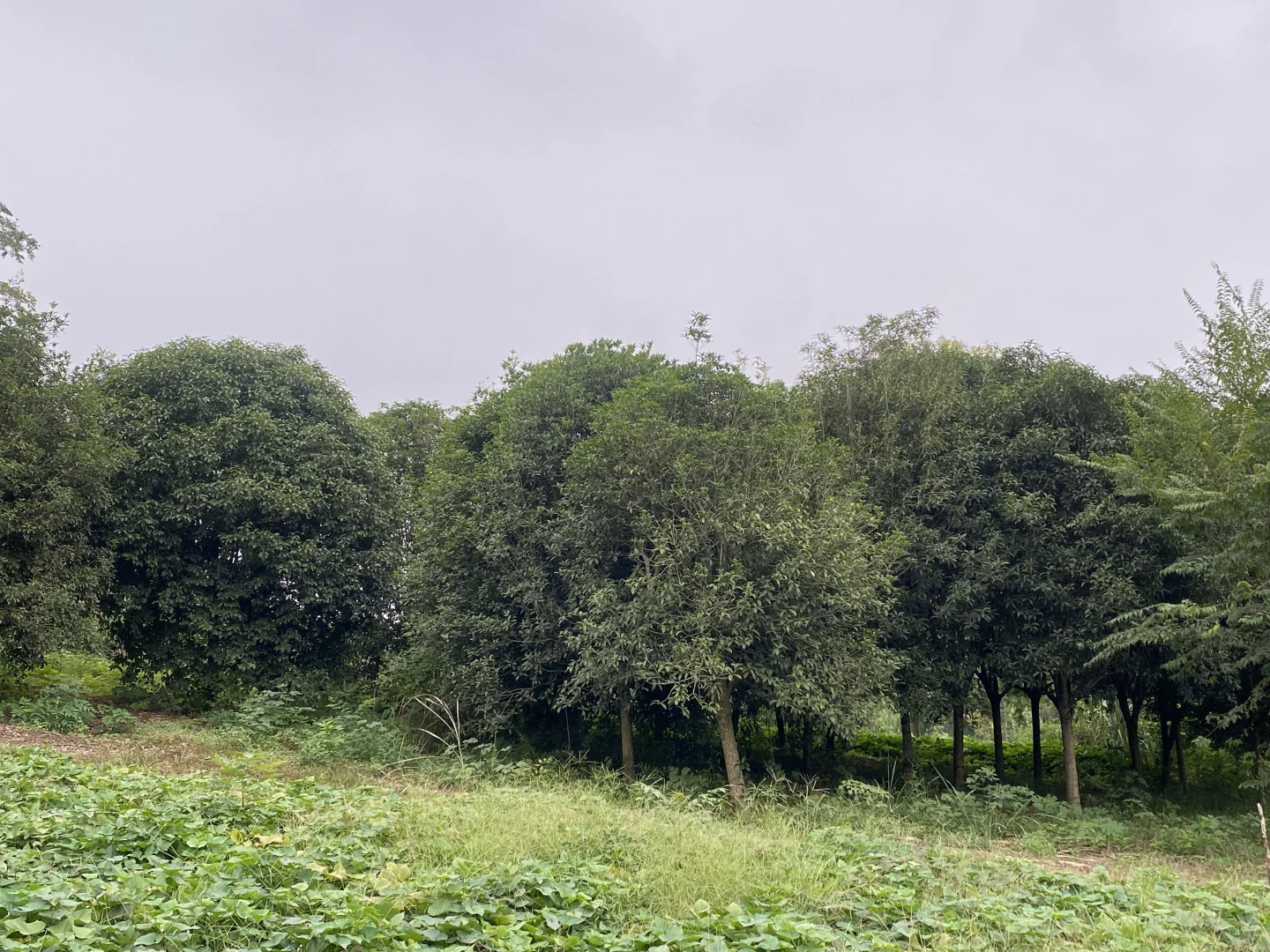 自家苗圃直供?开启卖树生涯！无中间商差价