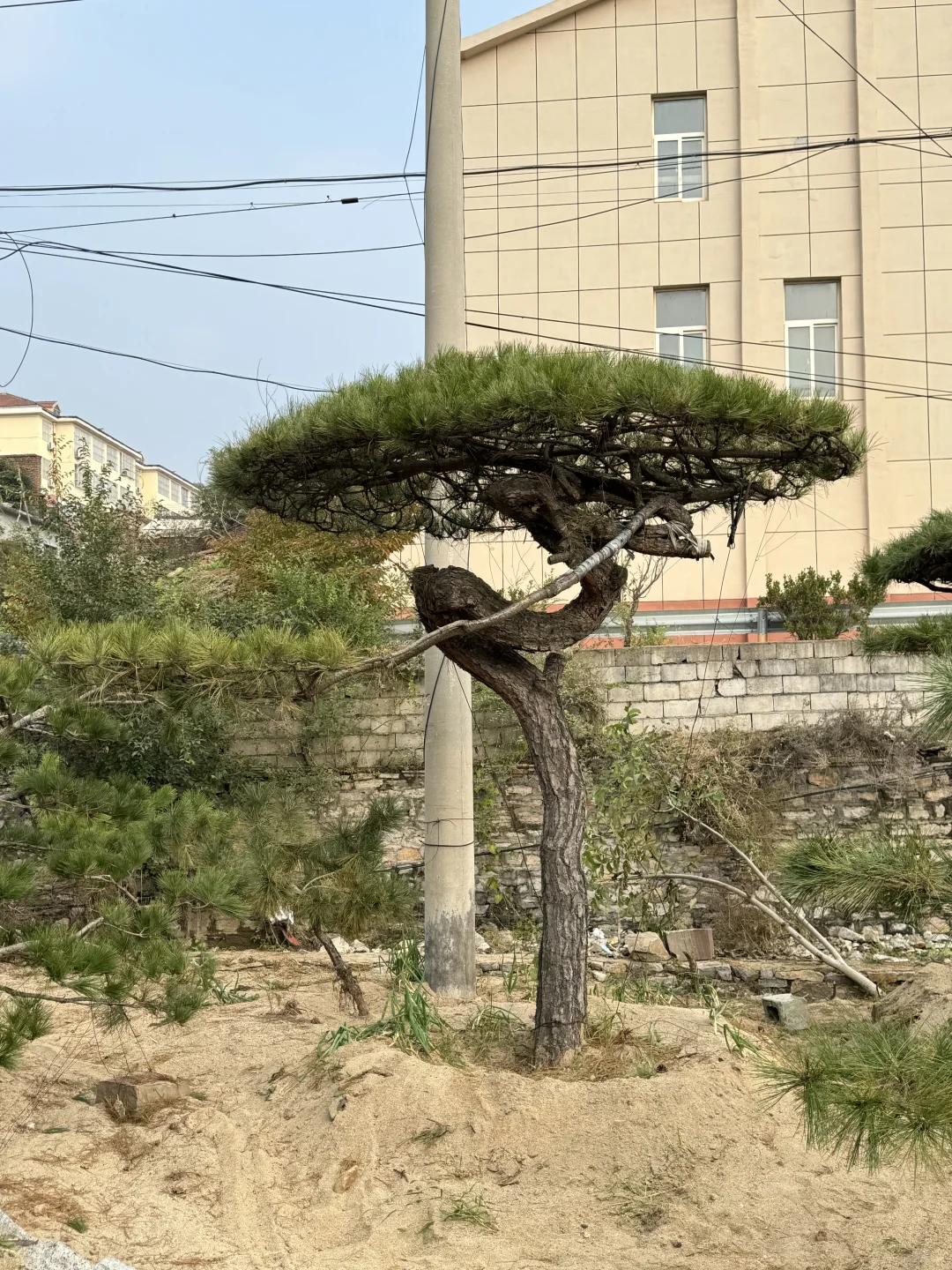 精品造型松基地、源头直供、精品造型松基地、