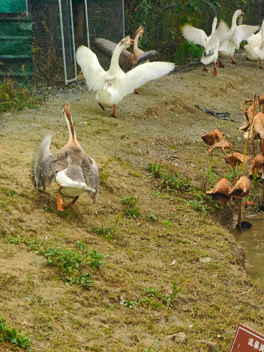 田园生活乐趣多，在地里挖呀挖呀挖?