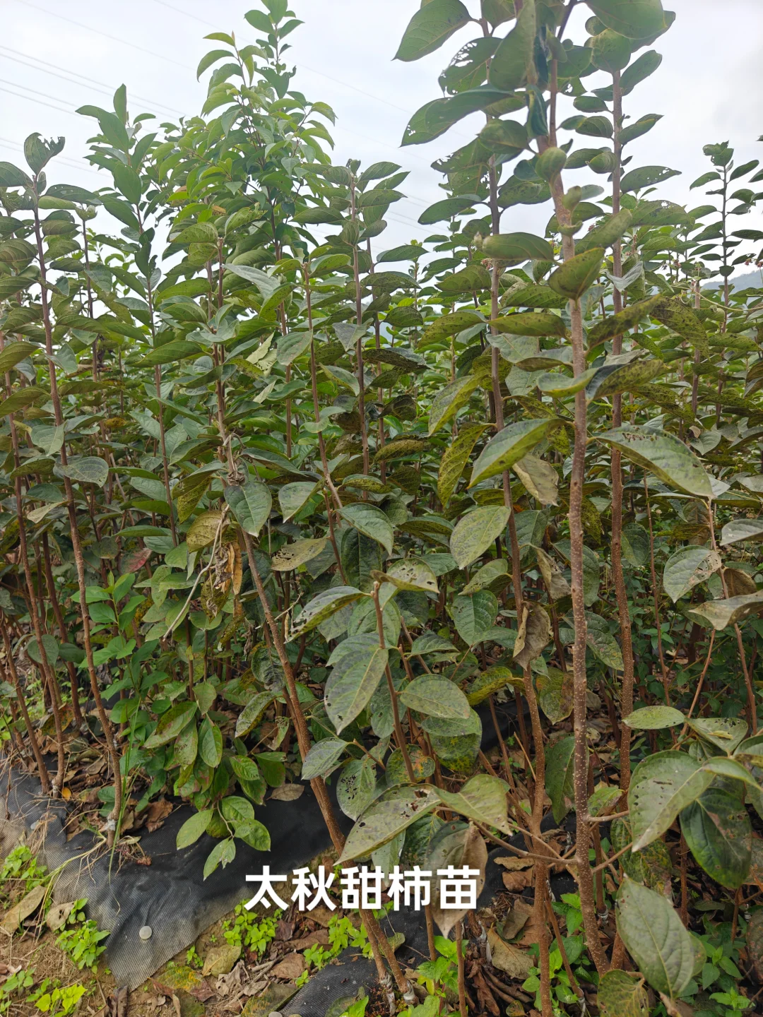 果树苗圃基地直供各类果树苗