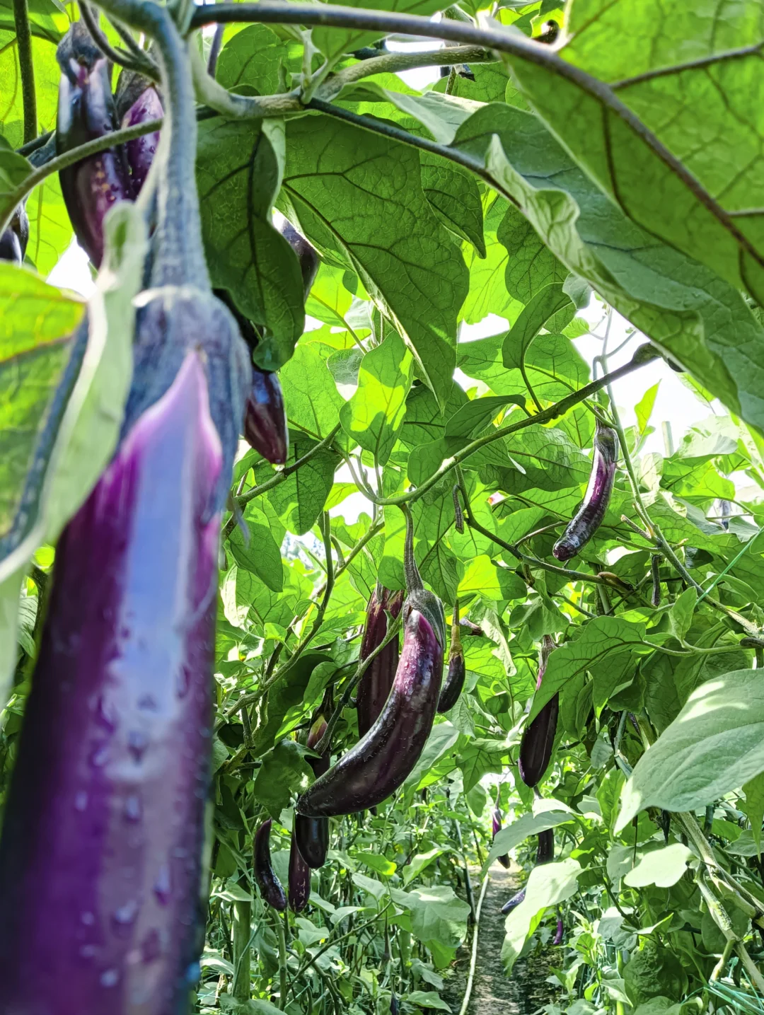 ??97菜农的坦白局|我为什么做自媒体