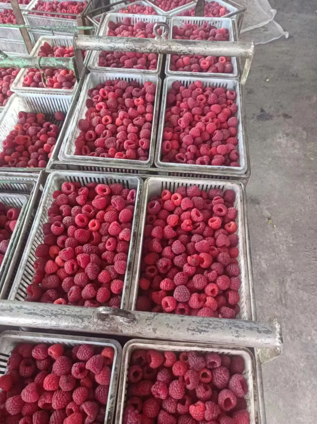 大专生，回村种树莓。