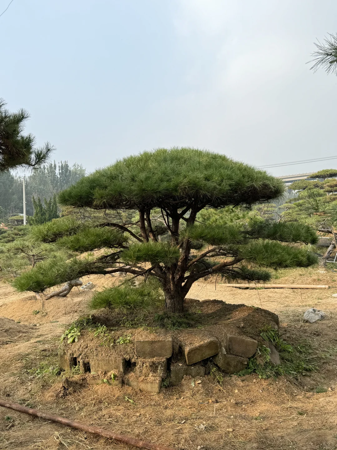 精品造型松基地、源头直供、精品造型松基地、