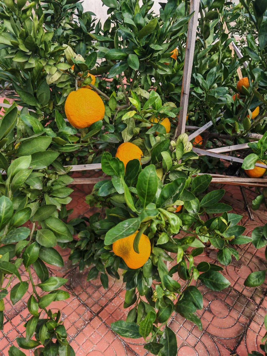 在小菜园里干点活