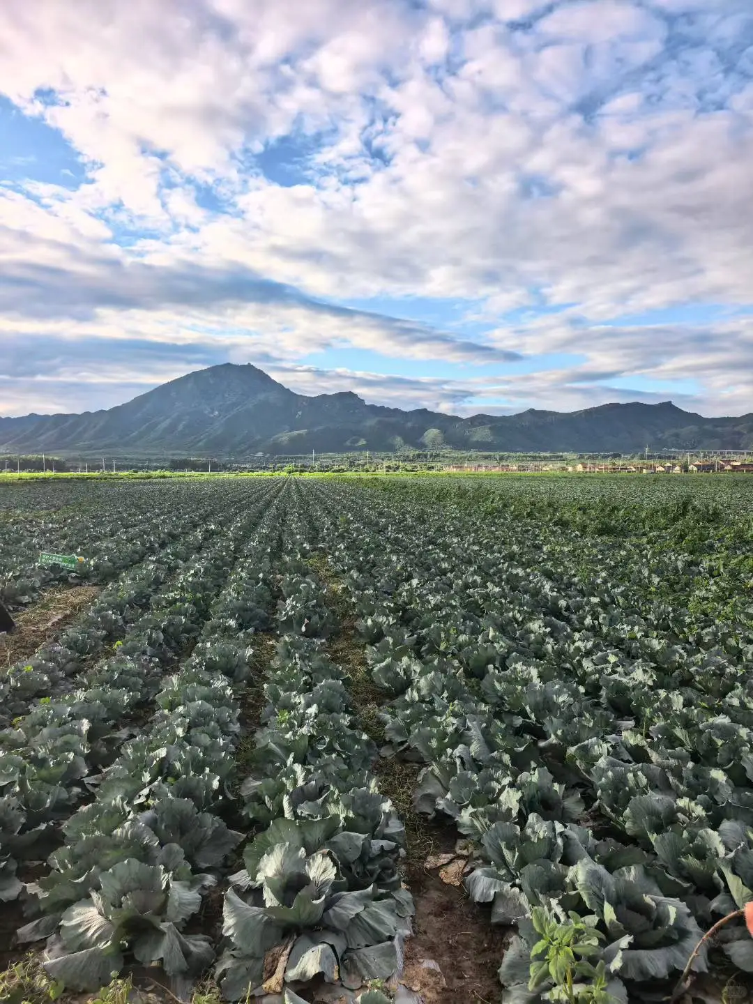 超5000亩有机种植基地