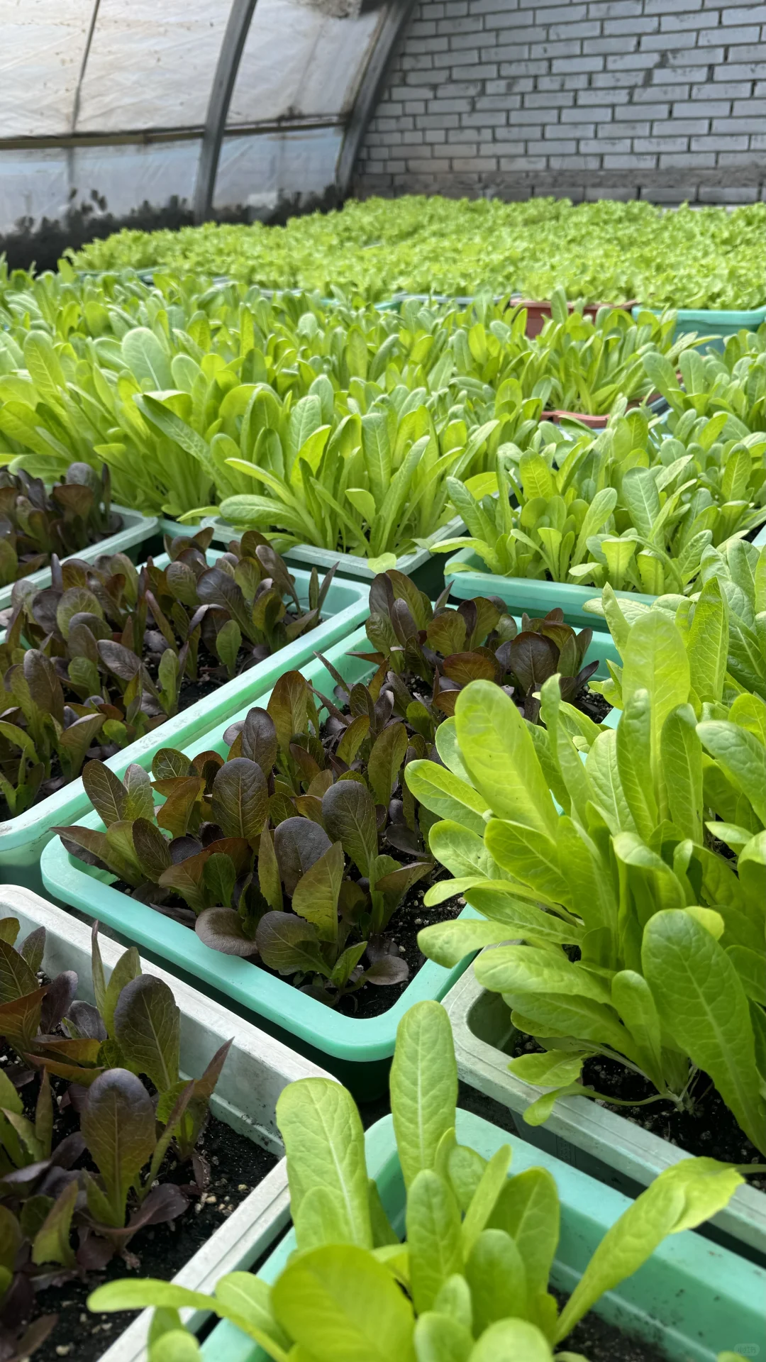 又花300万，普通人做有机农业不如躺平，多难