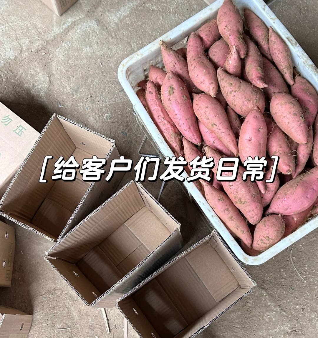 一个月帮父母卖了一万斤蜜薯，是种什么体验！