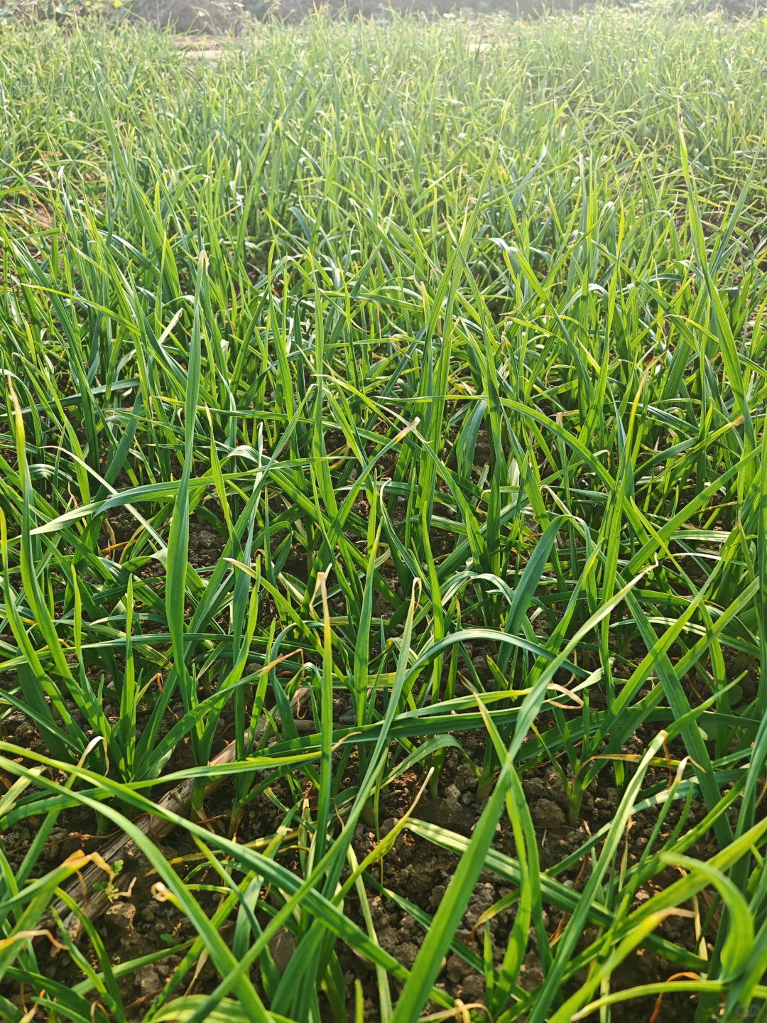 在小菜园里干点活