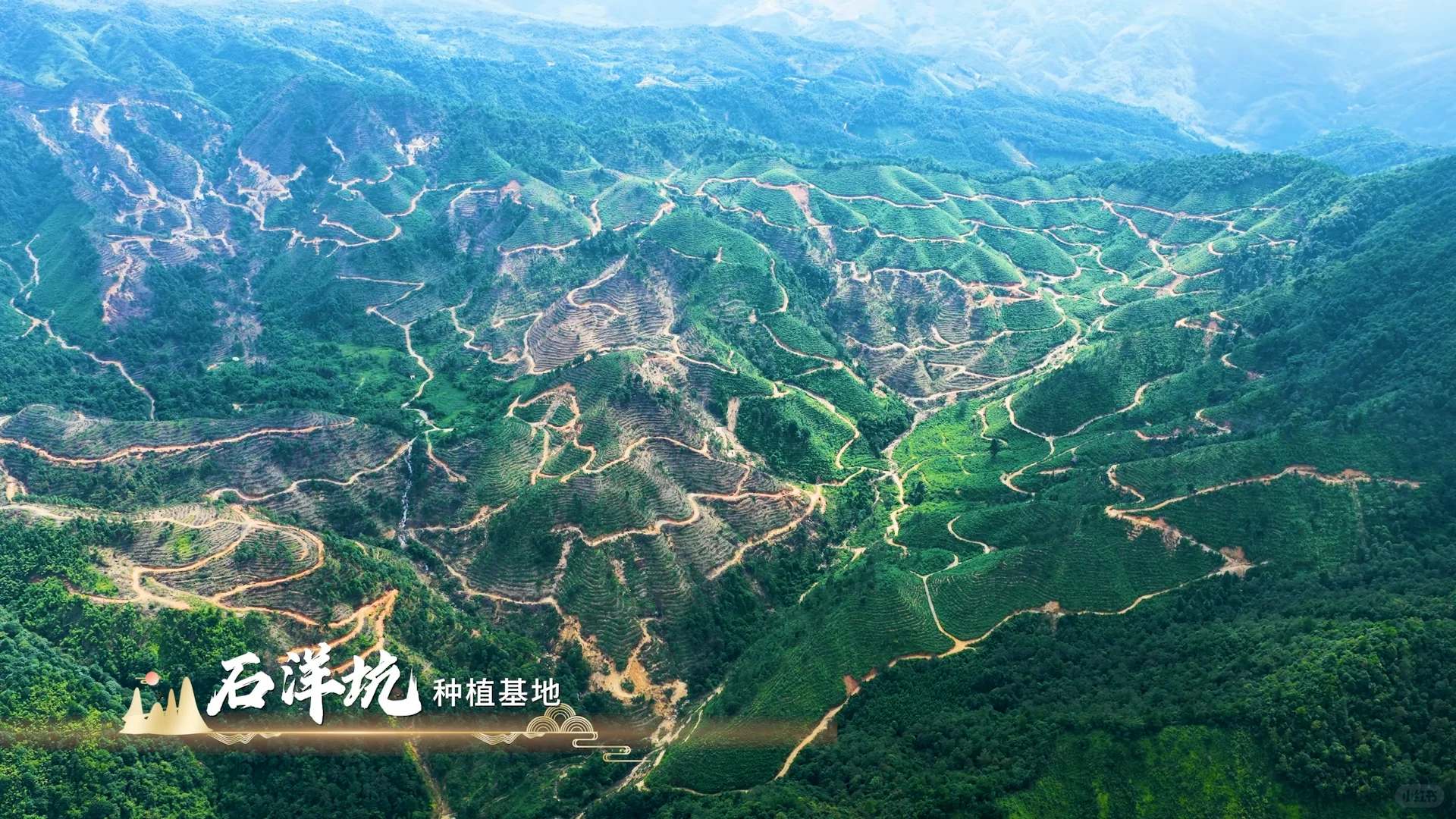 粤北瑶山宝藏-连南山苍子种植基地太震撼啦