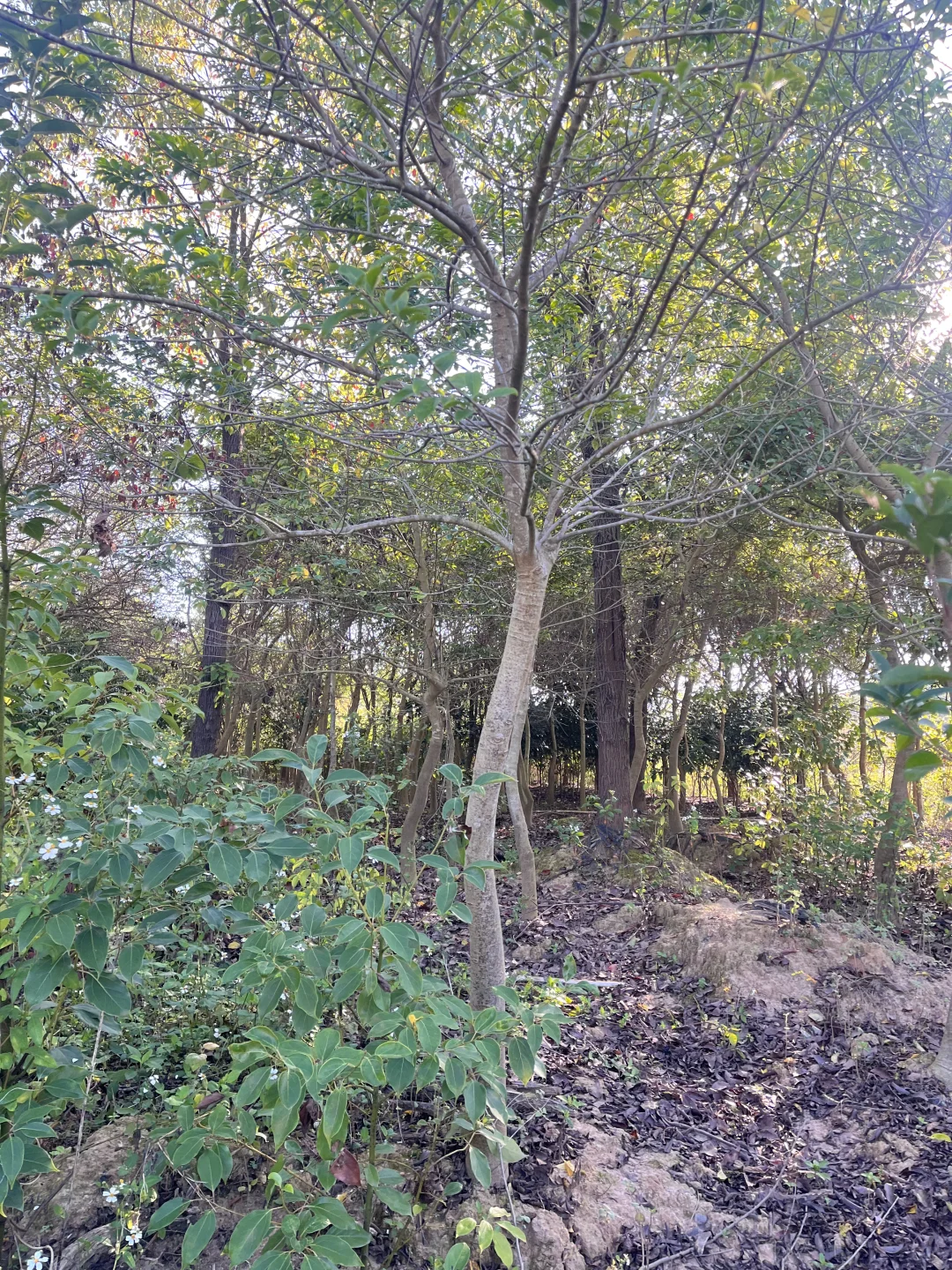 江西赣州苗圃清地，处理价格，给钱就卖