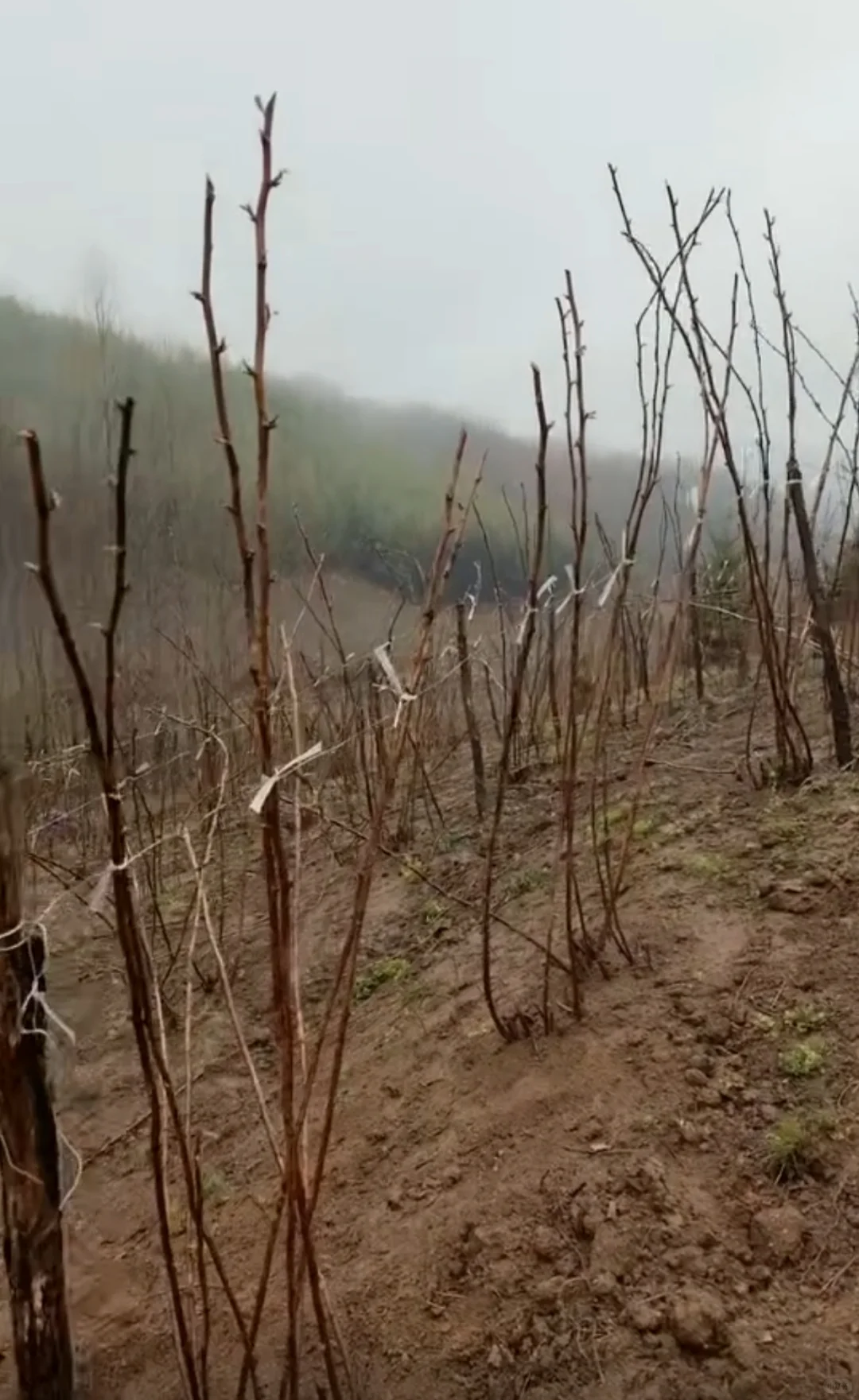 大专生，回村种树莓。
