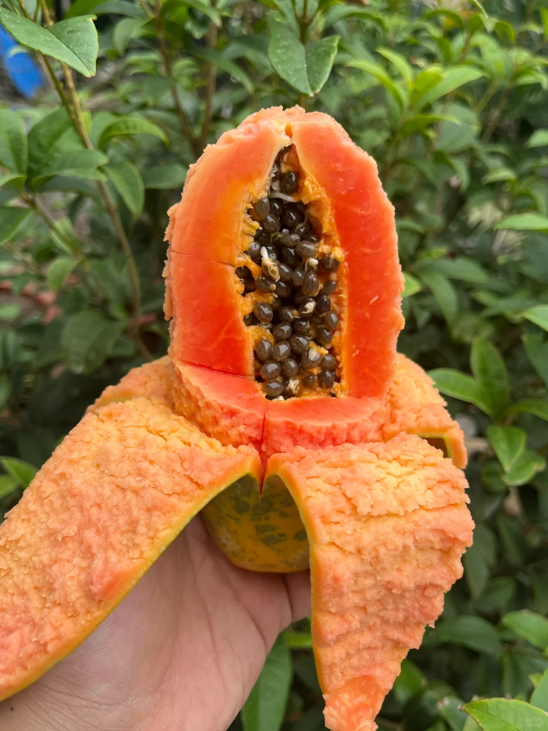 每天都有干不完的农活和吃不完的水果和蔬菜