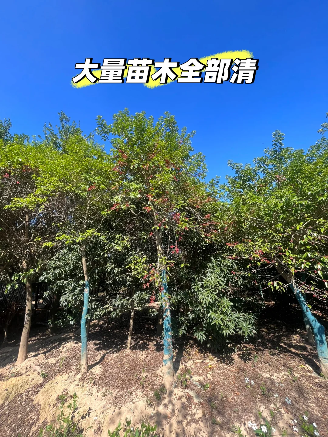 江西赣州苗圃清地，处理价格，给钱就卖