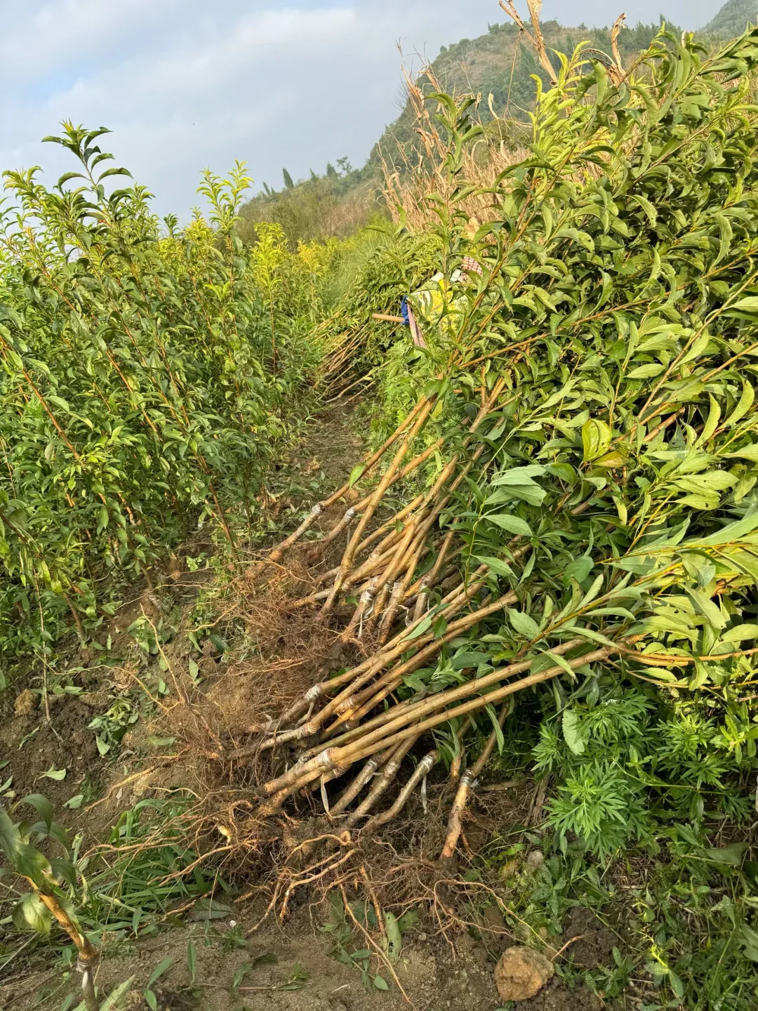 六马蜂糖李两年苗，健康粗壮，根系发达