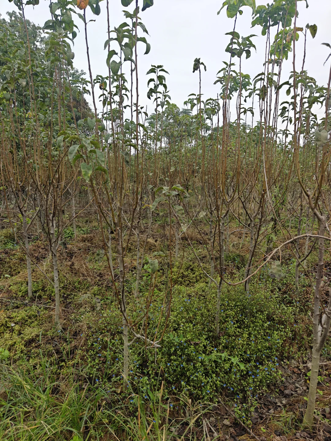 果树苗圃基地直供各类果树苗