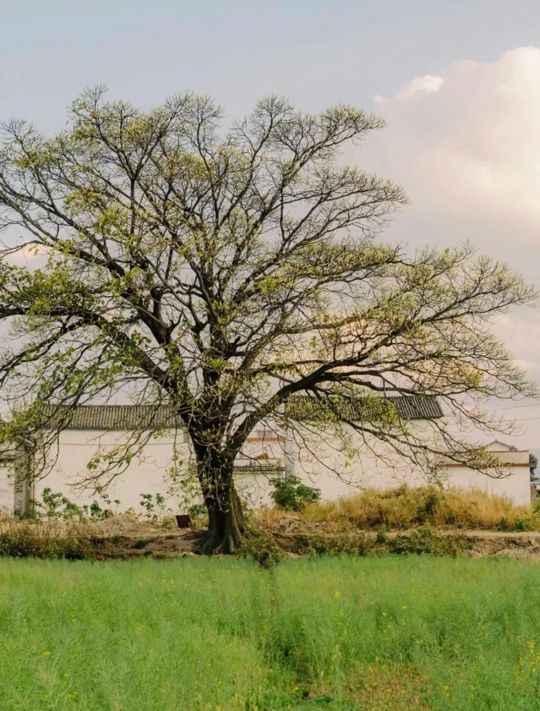 ♻️乡村文旅＋“疗愈经济”助力乡村振兴