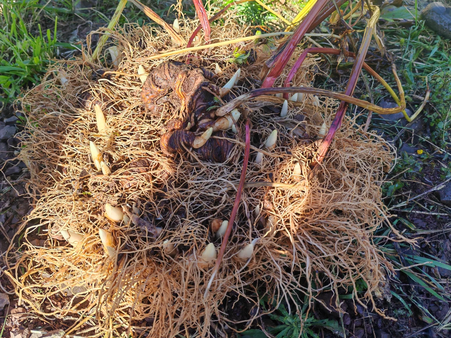 要售卖滇重楼，都是种植十来年的大重楼