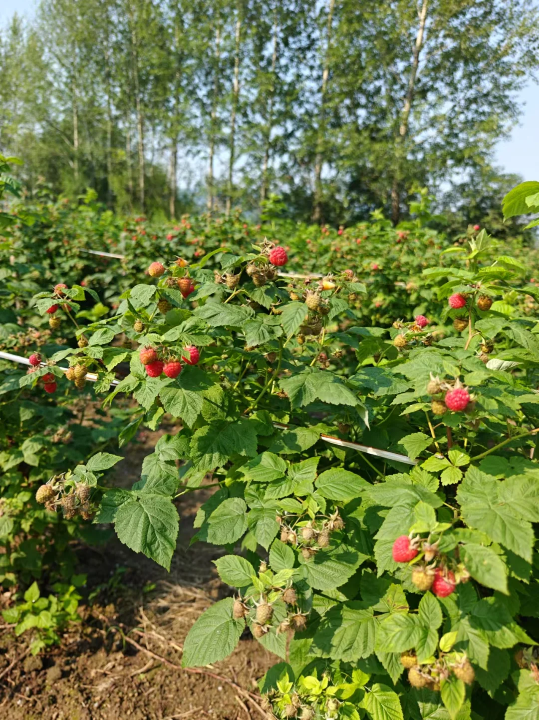 大专生，回村种树莓。