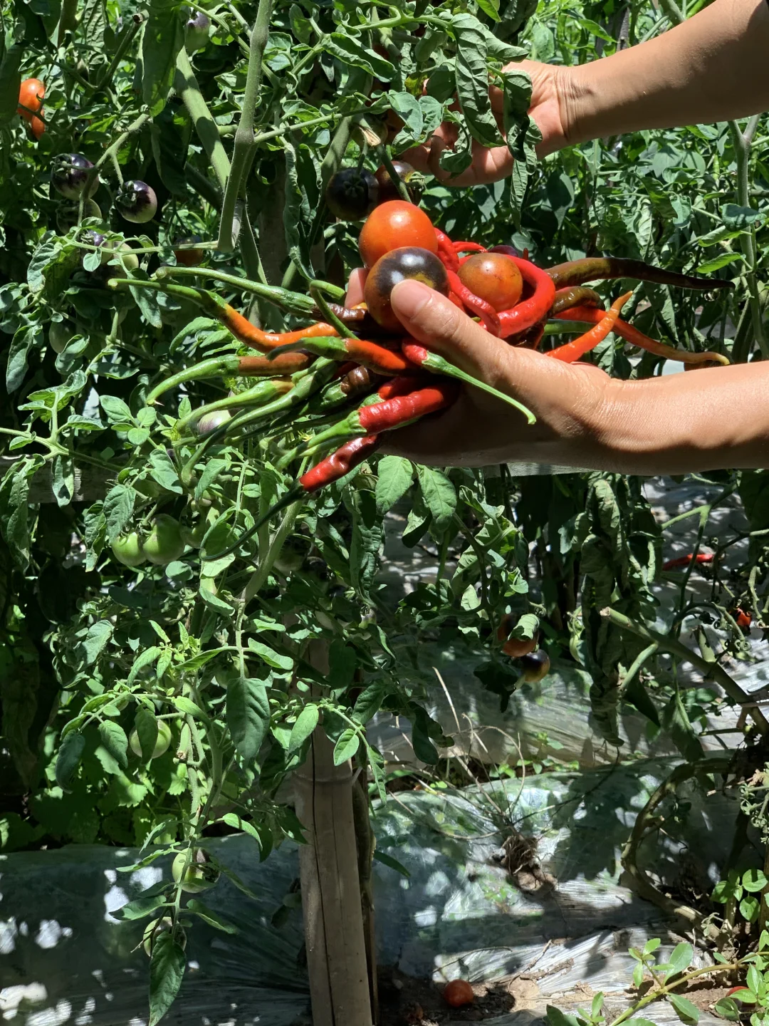 不懂流量，别在农村开民宿，否则只有血亏