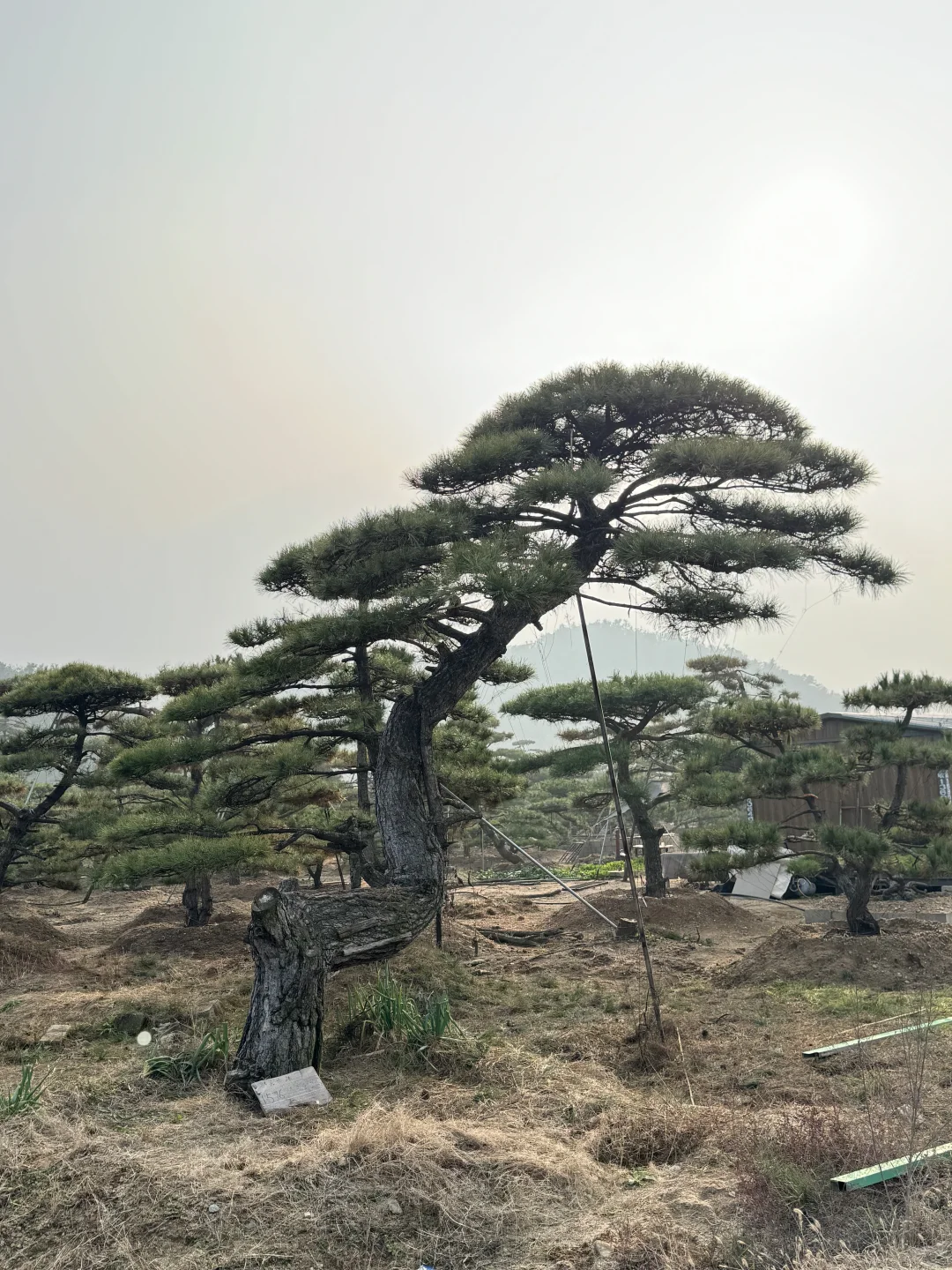 精品造型松基地、源头直供、精品造型松基地、