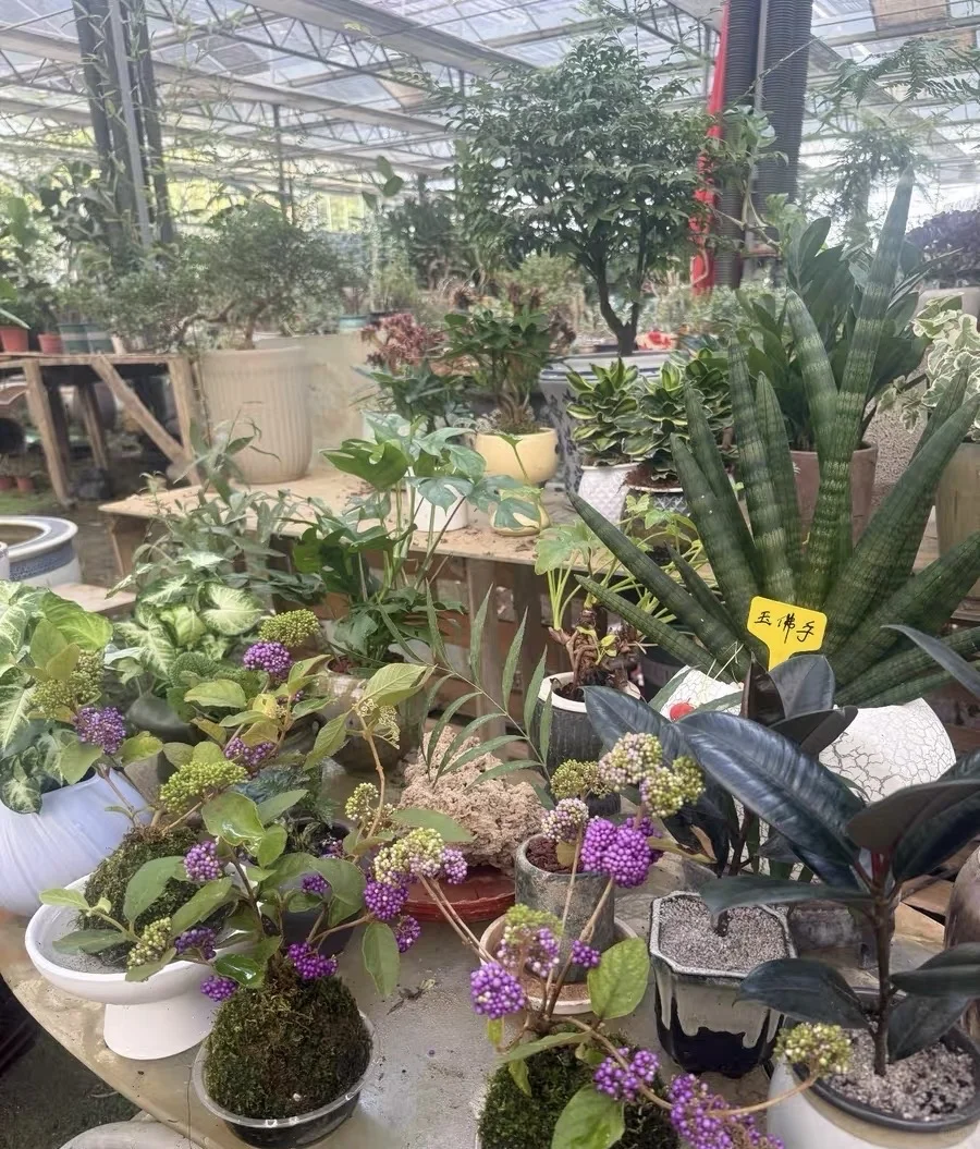 自家花棚大甩卖了！爱花的朋友请看！