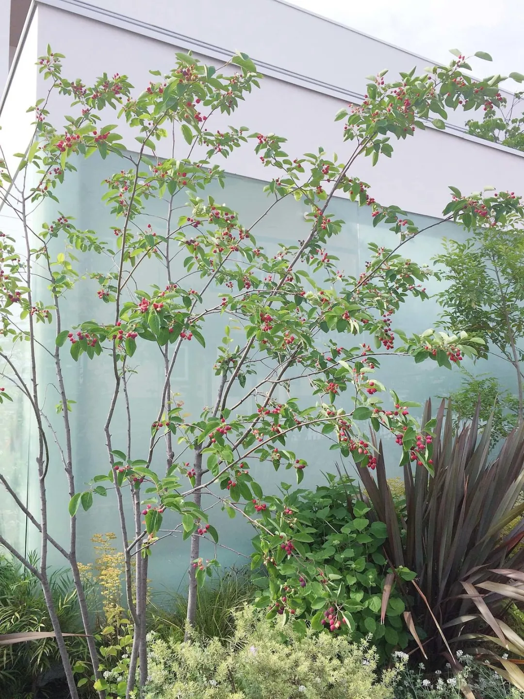 杂木庭院苗木选型纪要 | 柔美 飘逸 清雅